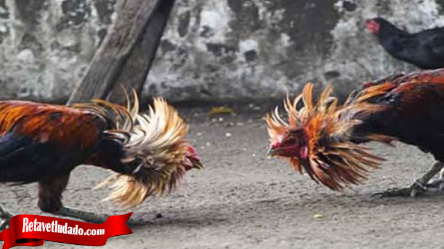 Julukan Bongkar Adalah Trik Dari Ayam Bangkok