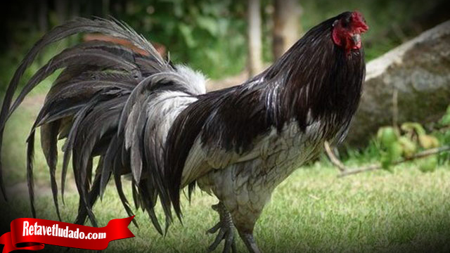 Ketahui Cara Rawat Ayam Sebelum Bertanding