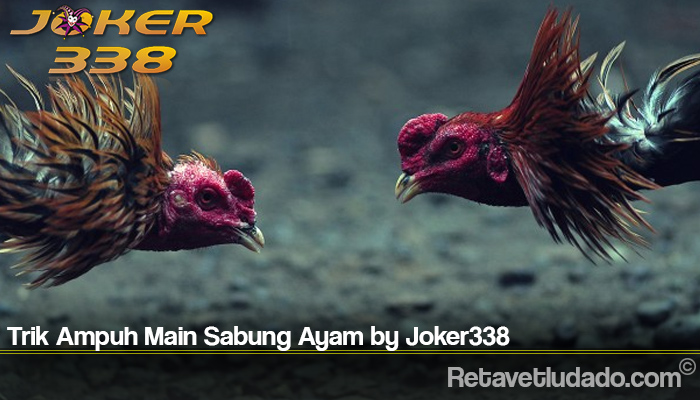 Trik Ampuh Main Sabung Ayam by Joker338